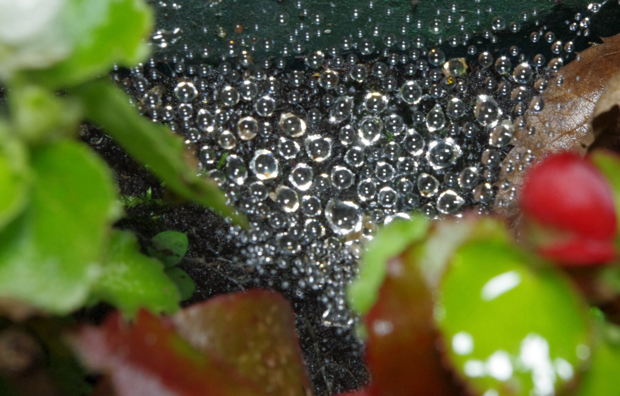 Web and raindrops.