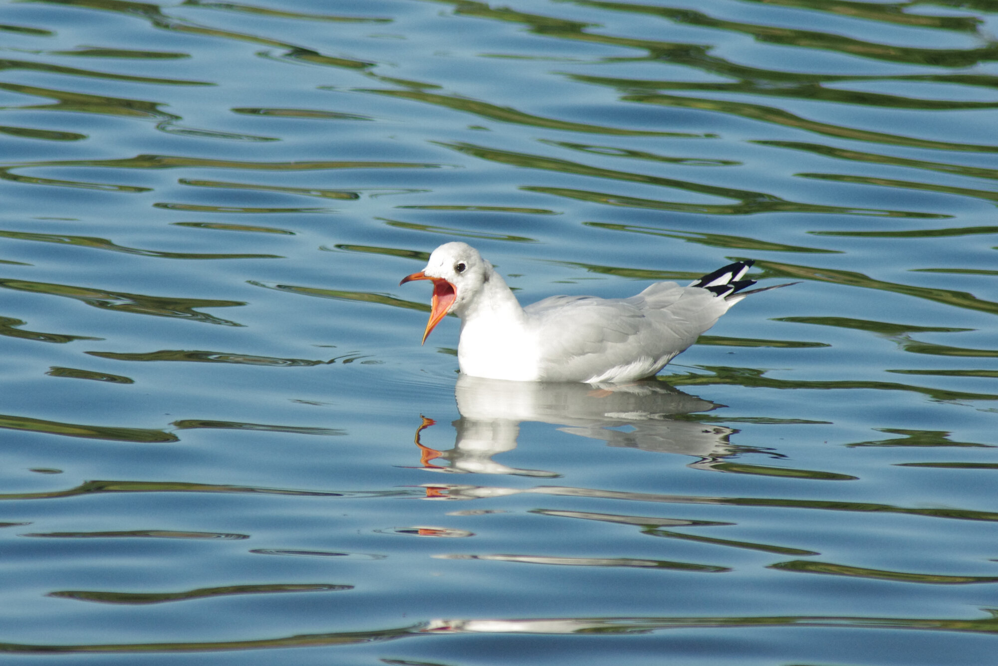 Young Gull