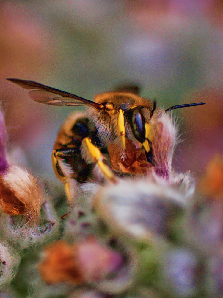 Drinking wasp