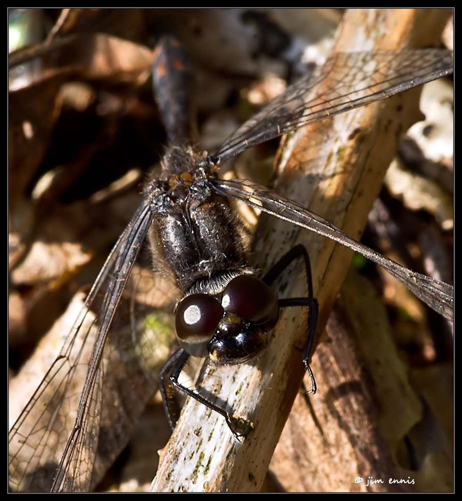 Female Black Darter Dragonfly