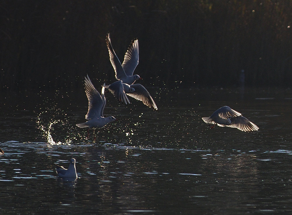 gulls