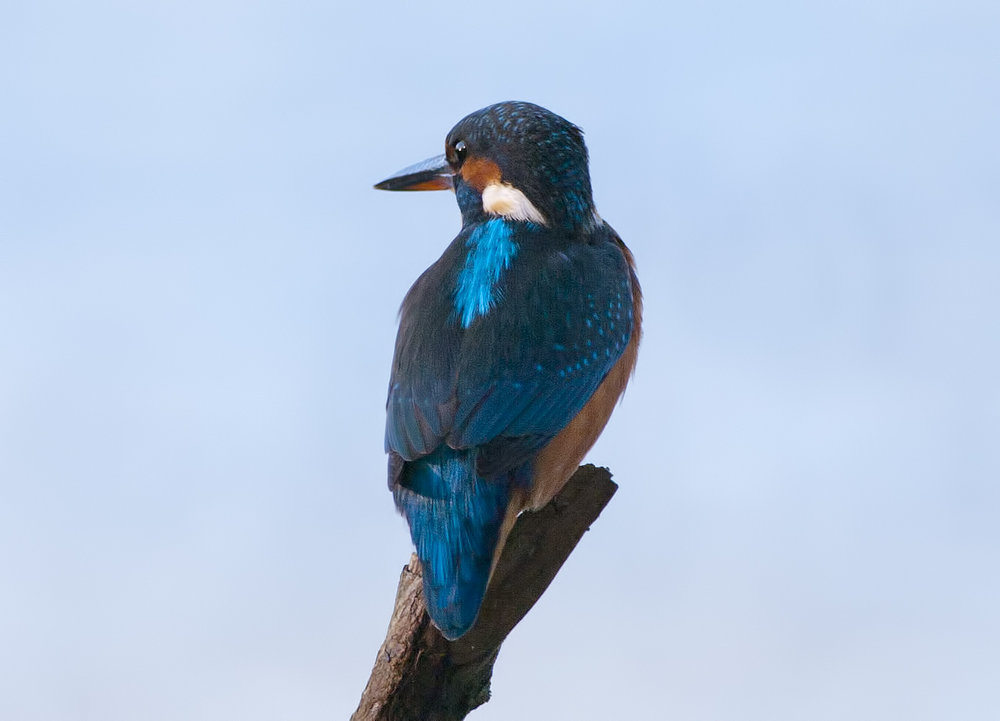 Kingfisher on the Flash