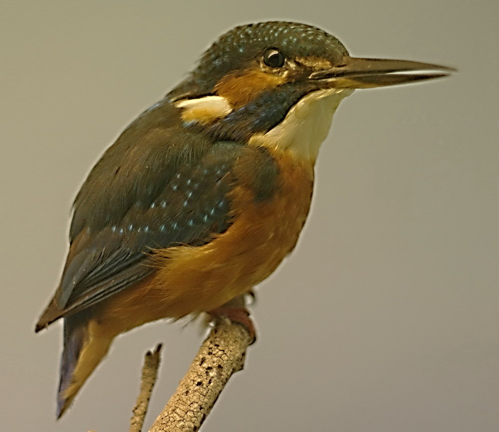 Kingfisher
