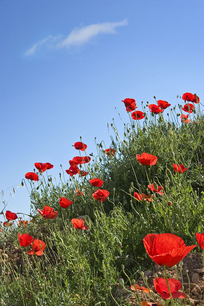 poppies