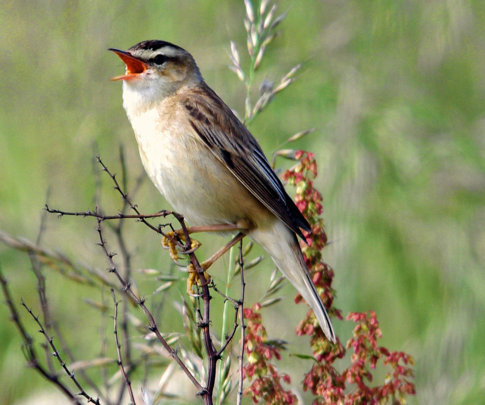 sedge warbler