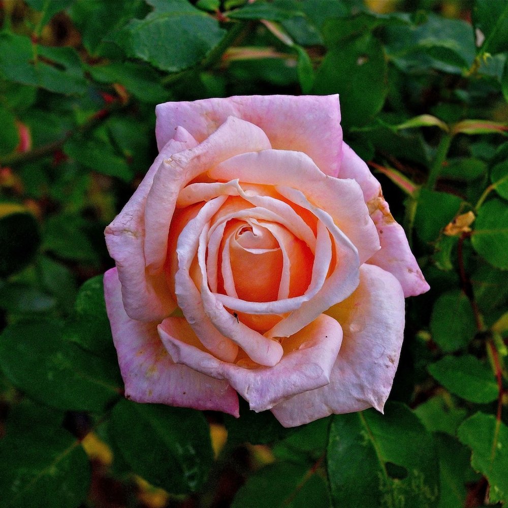The last rose of summer