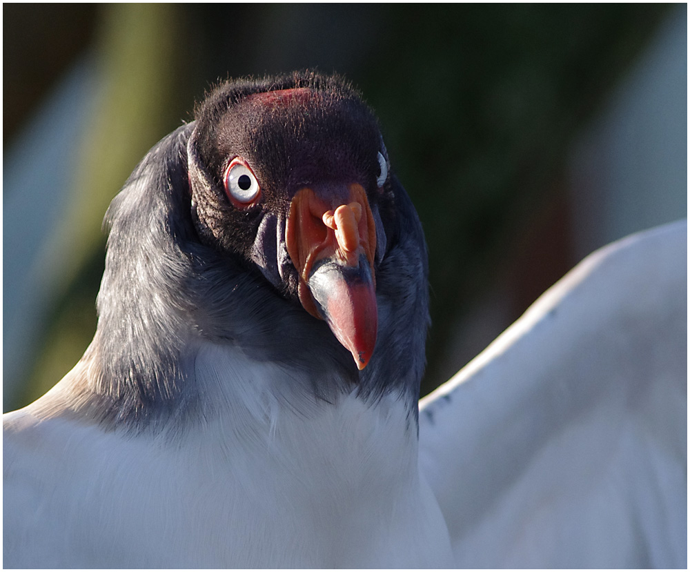 Vulture