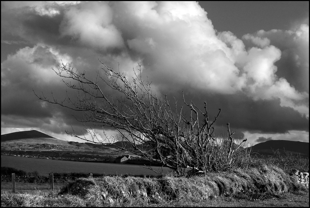 Wind Sculpted Tree