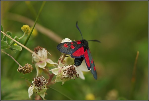 5 spot burnet