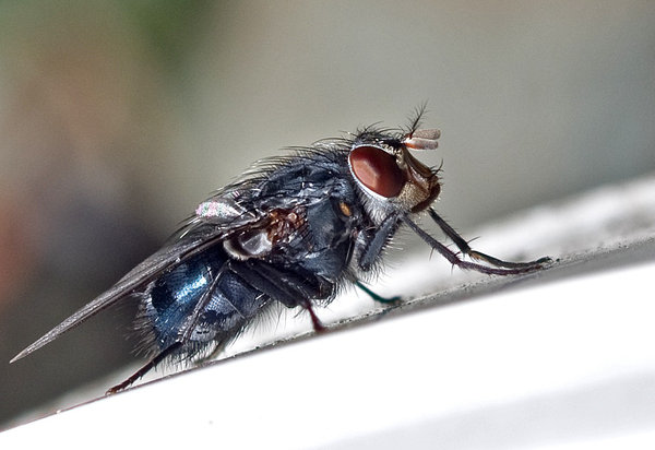 A Fly