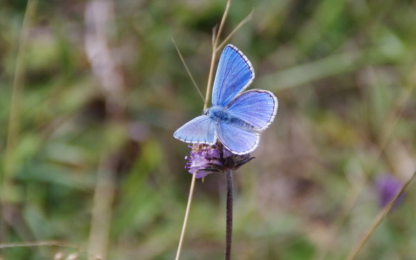 adonis blue