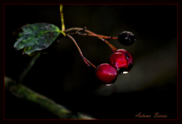 Autumn Berries