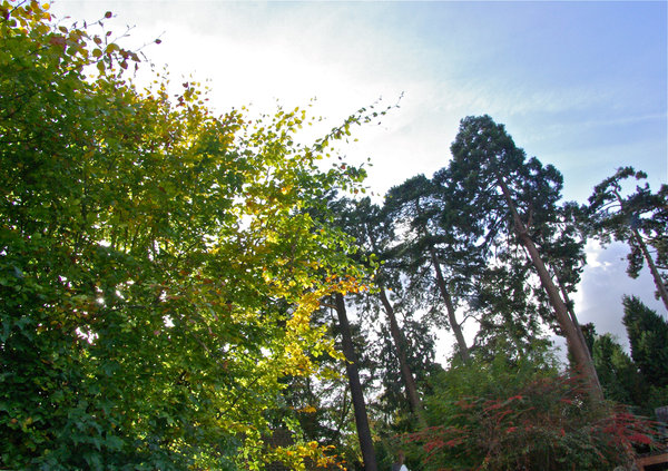Autumn Colours