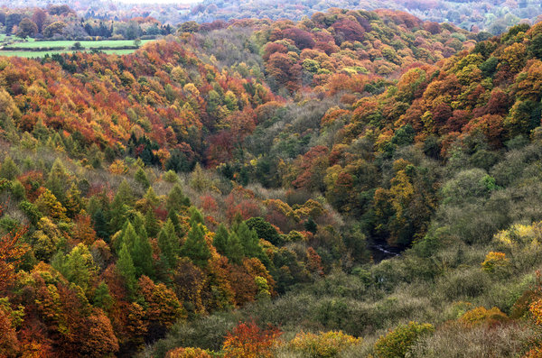 Autumn glory