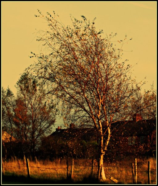 Autumn glow