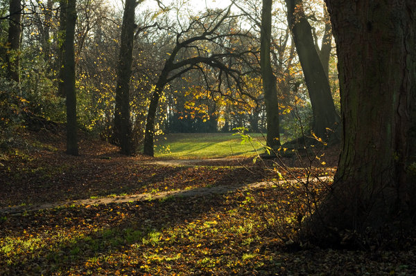 Autumn Light