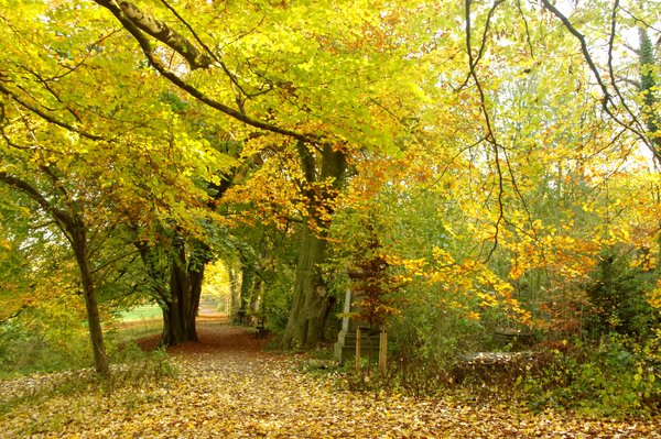 Autumn paths