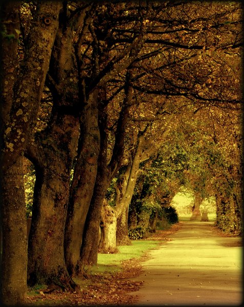 Avenue