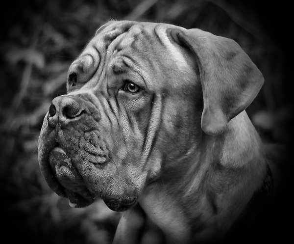 Beau Portrait