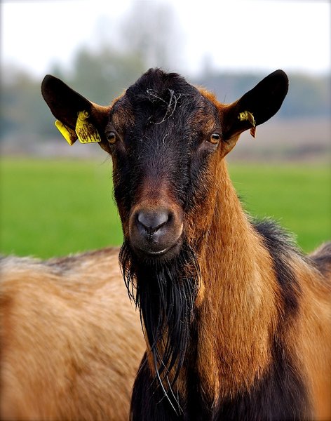Billy goat
