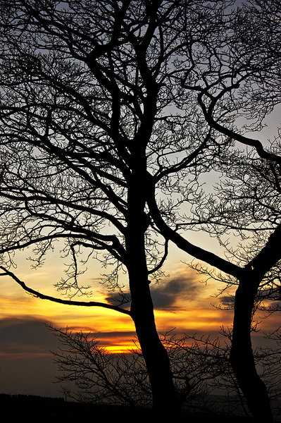 Branches
