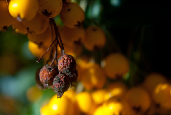 Brown berries