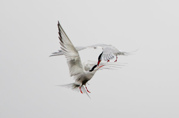 Common Terns