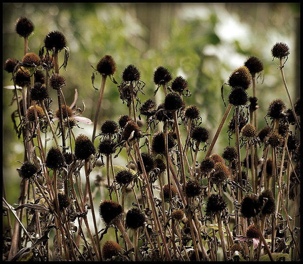 Dead Heads