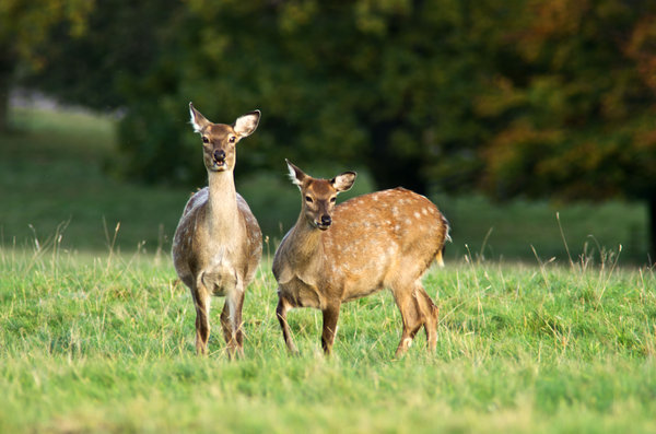 Deer