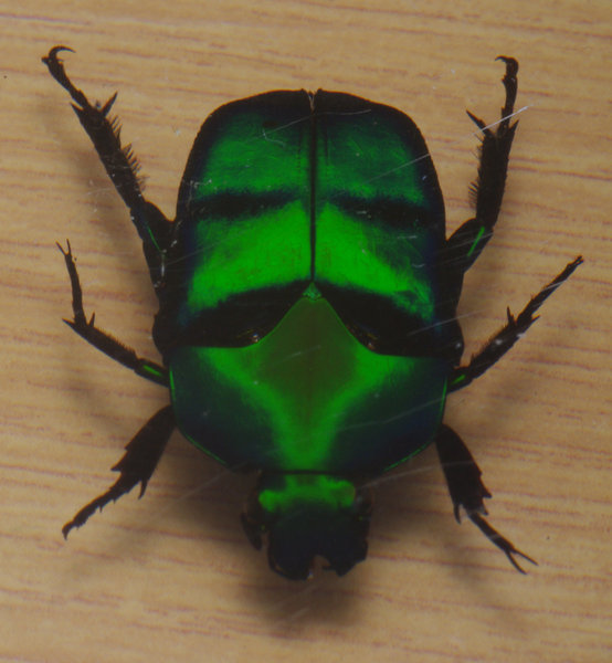 Emerald beetle