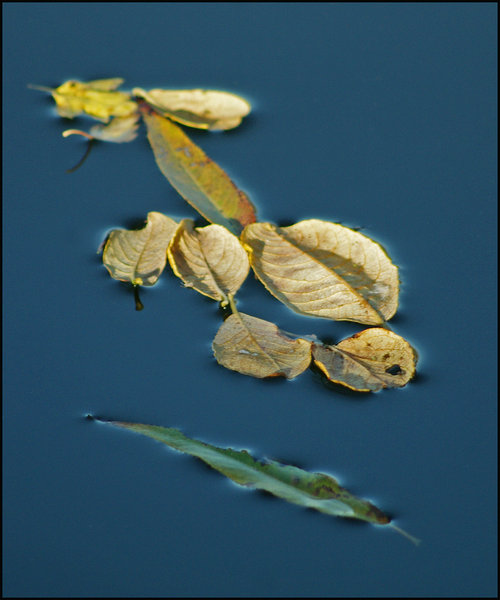 Floating Autumn
