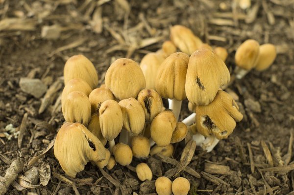 fungi too