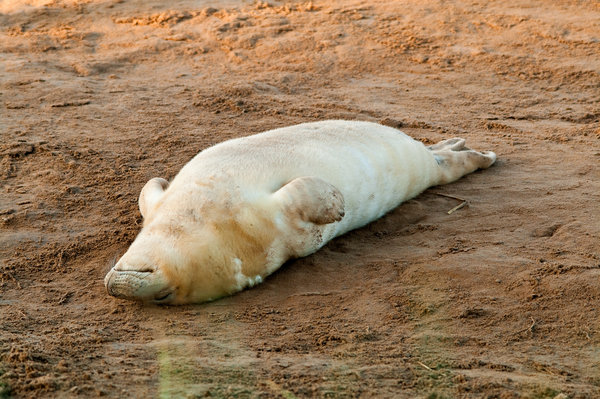 Seal Pup
