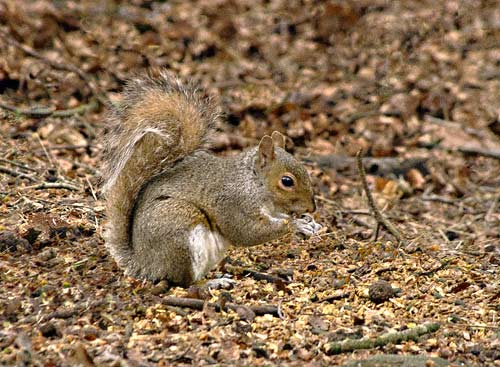 Grey Squirel Feeding