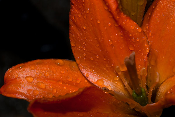 In orange