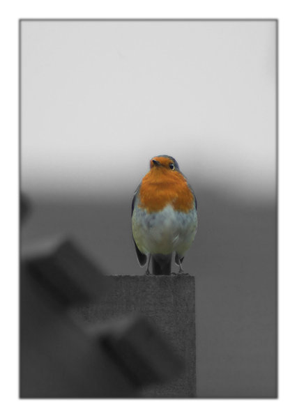 Its Robin season again!!