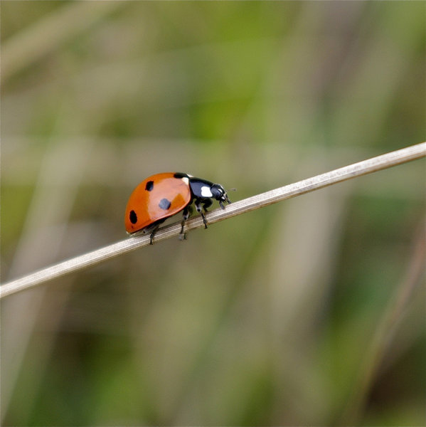 Ladybird