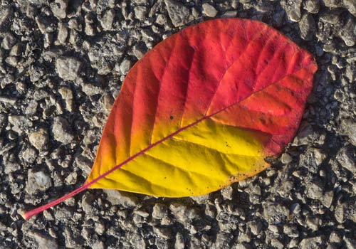 Leaf on Path
