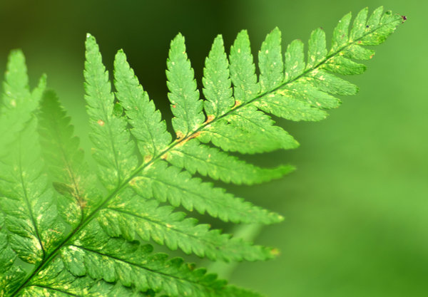 Leaf