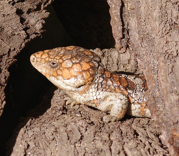 Lizard