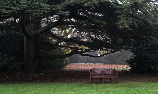 Lonely bench