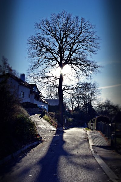 Majestic Tree