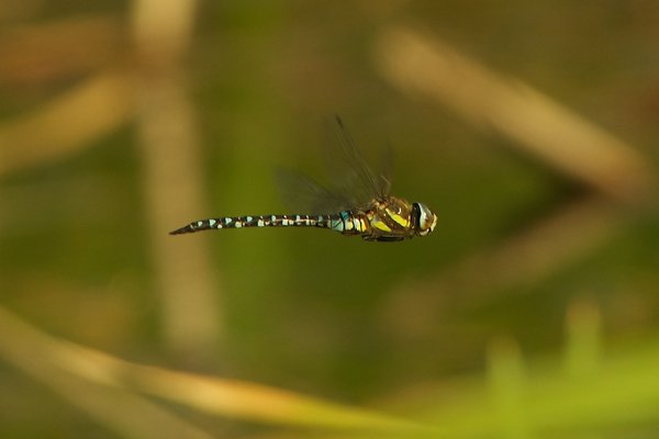 Migrant hawker