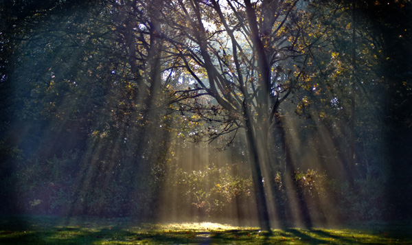 Morning Rays