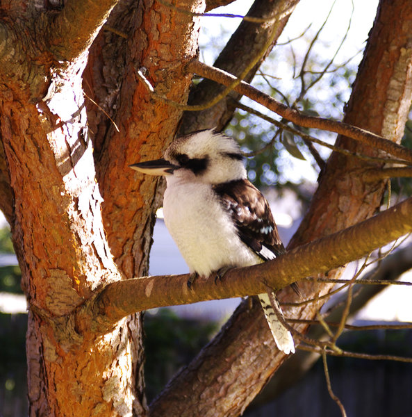 My Back Yard Kookaburra