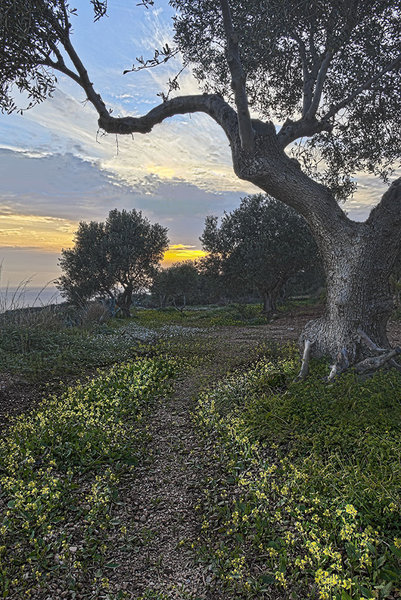 olive tree at sunset