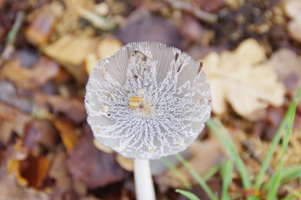 parasol fungi?