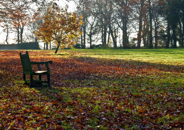 Park Bench