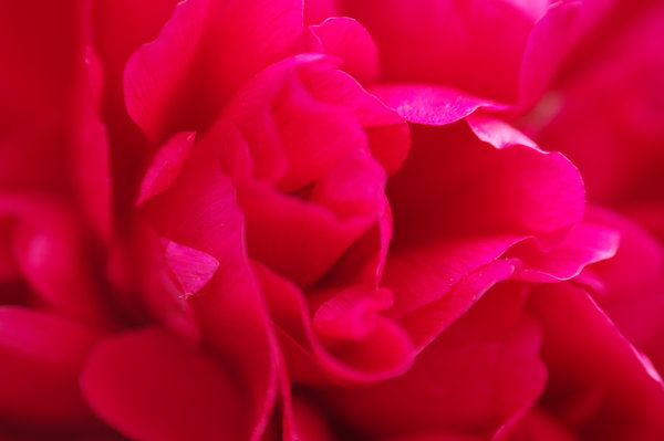 peony 2