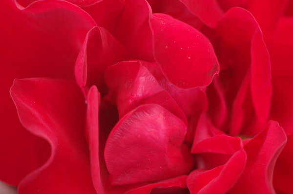 Peony